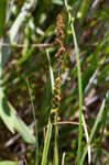 Fox sedge